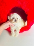 Shihpoo puppies Shihtzu & Poodle mix - 50/50 split. 1st Gen.
