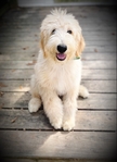 Goldendoodles