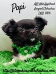 Stunning AKC Applehead Longcoat Male Chihuahuas