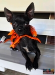 Stunning Shiny Black Adult Female Chihuahua