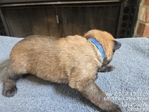 AKC REGISTERED WORKING BELGIAN MALINOIS PUPS