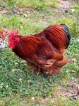 Cochin bantam roosters