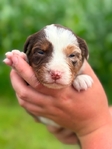 Australian shepherd’s
