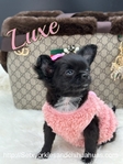Gorgeous Luxurious AKC Female Longcoat Chihuahua