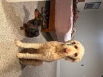 4 year old Labradoodle and Aussiedoodle