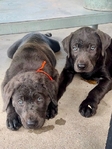 Charcoal Lab Puppy!