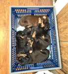 Doberman puppies