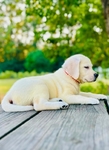 Yellow English Labrador Retriever Puppies