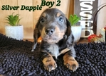 AKC Mini Long-Haired Dachshund Puppies - 5 Available FEB 9