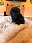 F1B Labradoodles