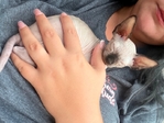 Male Sphynx kitten
