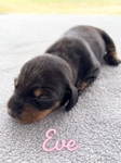 CKC Dachshund Puppies