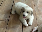 Great Pyrenees Puppies
