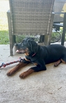 Female Rottweiler pup