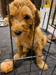 Female Goldendoodle Puppy- $1500
