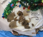 AKC Shetland Sheep Dogs