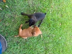 Registered Feist pups