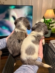 Amazing Full-Blood Dachshund Puppies