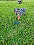 Catahoula puppies
