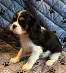 Cavalier King Charles Spaniels