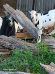 Nigerian Dwarf Goats