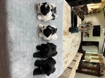 Toy-mini Schnauzer Pups for Sale
