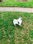 Pomeranian puppies 2 blue Merle Males