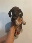 Mini dachshunds