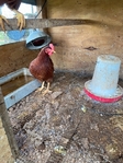 Hens