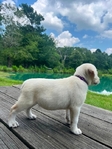 Cream White English Labrador Retriever Puppies