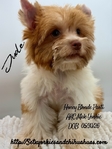 AKC Mini Male Exotic Colored Yorkies
