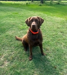 AKC Registered Chocolate Lab Puppies!