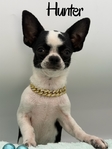 AKC Registered Adorable Male Chihuahuas