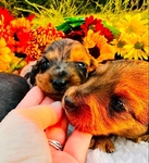 AKC Miniature Dachshund Puppies