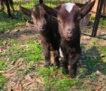 Nigerian Goats Bottle babies