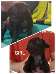 Pug puppies