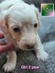 >🐾 Gorgeous AKC Mini Long-Haired Dachshunds (Ready Oct. 9th!) 🐾