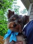 Yorkie for sale