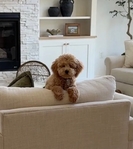 Cavapoo