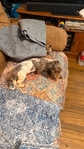 Beautiful Mini Dachshund Puppies