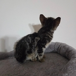 Free kitten 13 weeks old