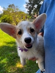 AKC PEMBROKE CORGI PUPS