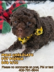 Micro Male Chocolate Toy Poodle
