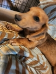 AKC Dachshunds - Fully Vetted & Ready Now! (Southeast Texas)