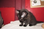 Ragdoll kittens for sale