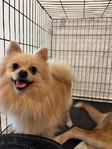 Male Pomeranian