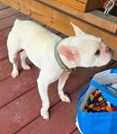Female French Bulldog for sale