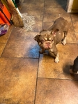 ROJO Male French Bulldog