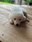 Great Pyrenees Puppies