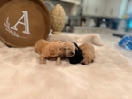 Golden Doodle